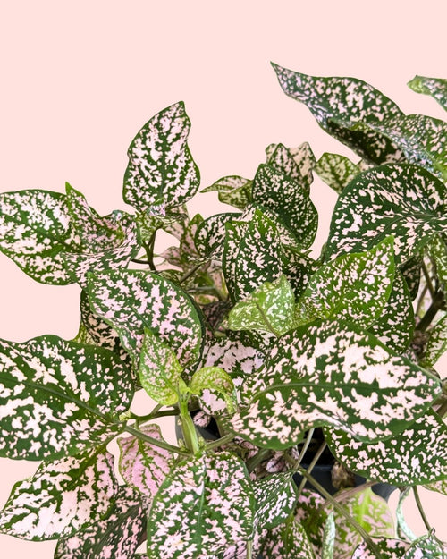 Hypoestes Pink detail