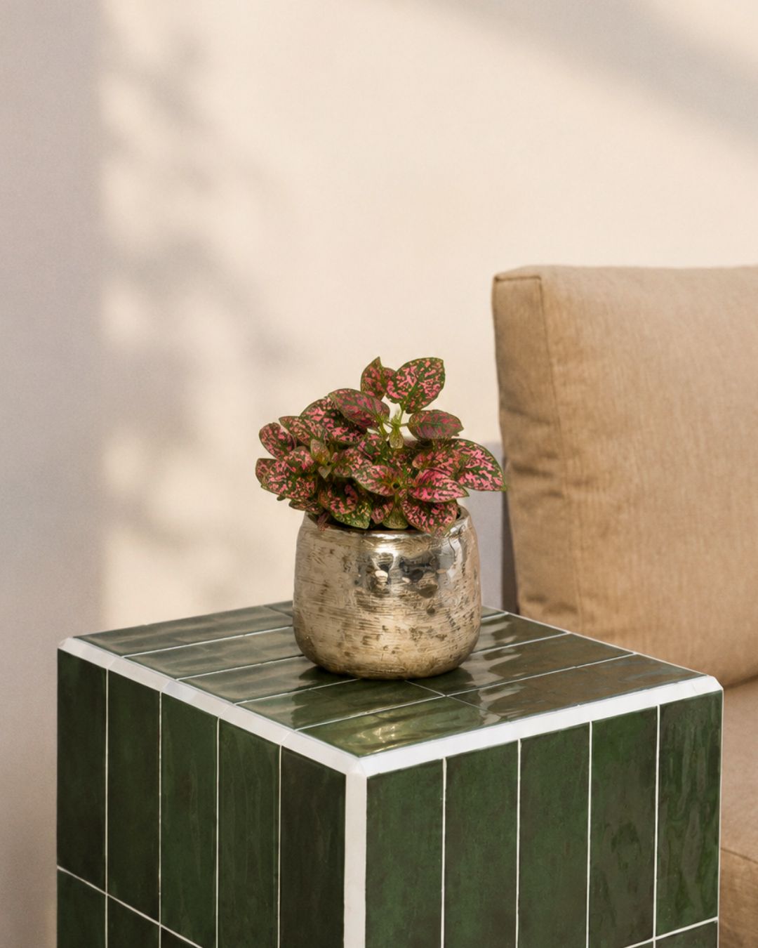 Hypoestes Red Mini context