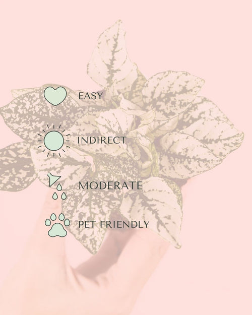 Hypoestes White Mini care