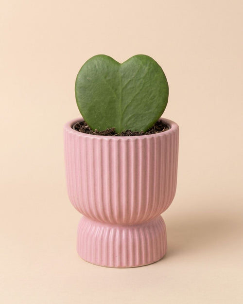 Mini maceta de cerámica Jolie rosa con una planta