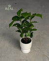 Jolie-crema-maceta-mini-real