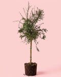 Árbol Limonero Caviar XL