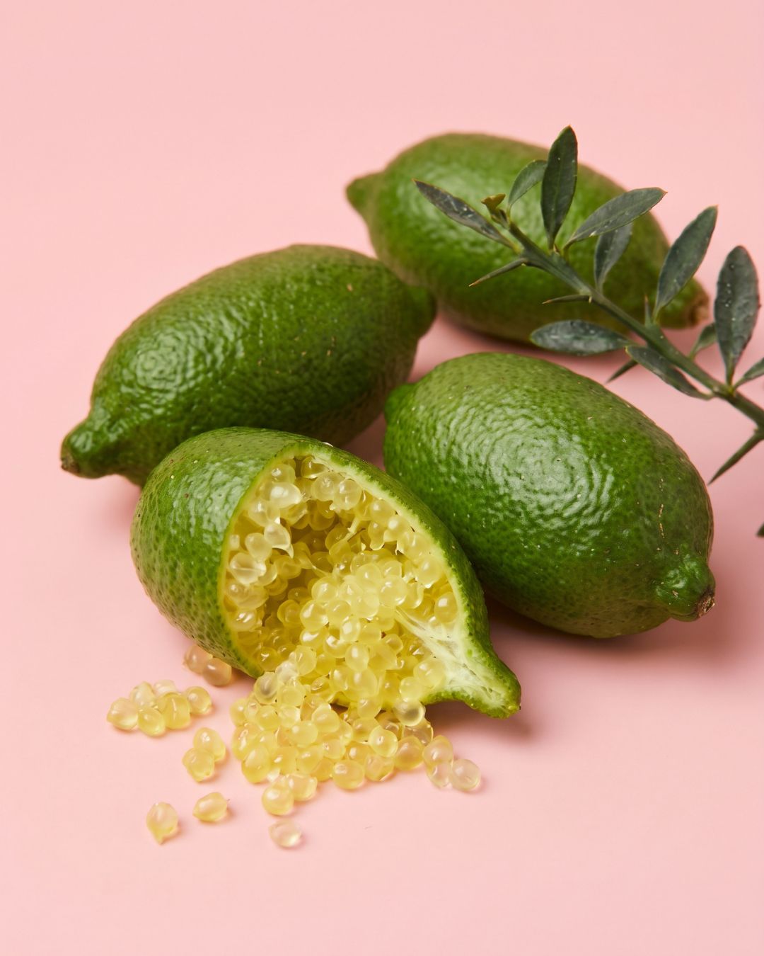 Árbol Limonero Caviar XL