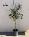 Foto real del Árbol Limonero Caviar XL