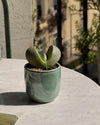 Lithops – Piedras Vivas Mini context