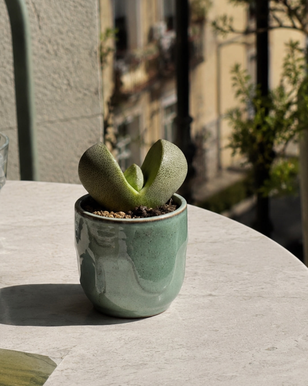 Lithops – Piedras Vivas Mini context