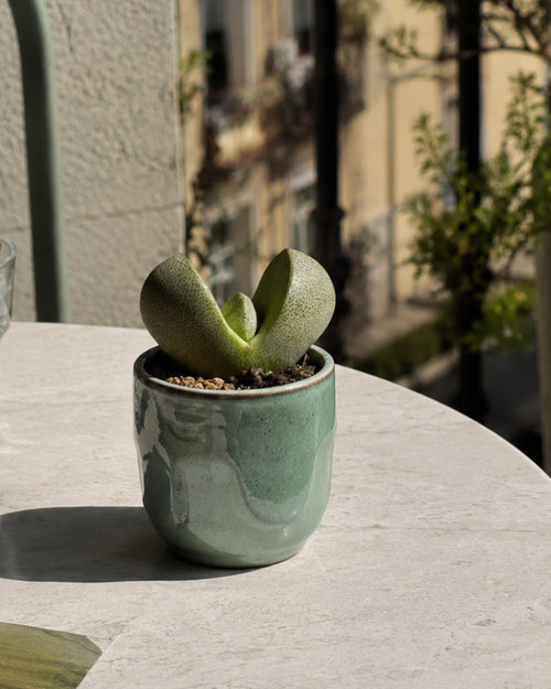 Lithops – Piedras Vivas Mini context