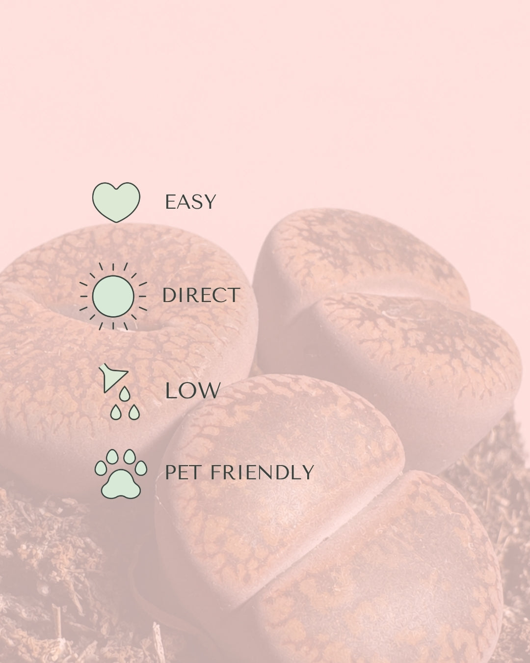Lithops Rubra – Piedra Viva care