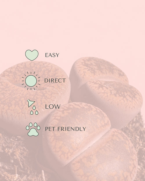 Lithops Rubra – Piedra Viva care