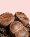 Lithops Rubra – Piedra Viva detail