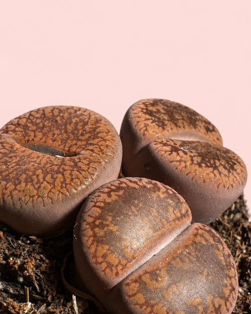 Lithops Rubra – Piedra Viva detail