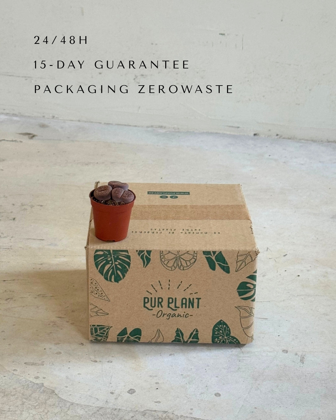 Lithops Rubra – Piedra Viva packaging