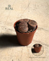 Lithops Rubra – Piedra Viva real