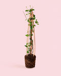 Madreselva de Japón - Lonicera Japonica Red L