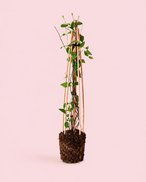 Lonicera Japonica Red World M