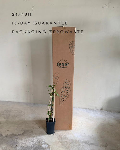Lonicera Japonica Red World M packaging
