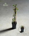 Lonicera Japonica Red World M real