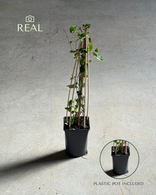 Lonicera Japonica Red World M real