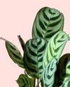 Maranta Amabilis Mini detail