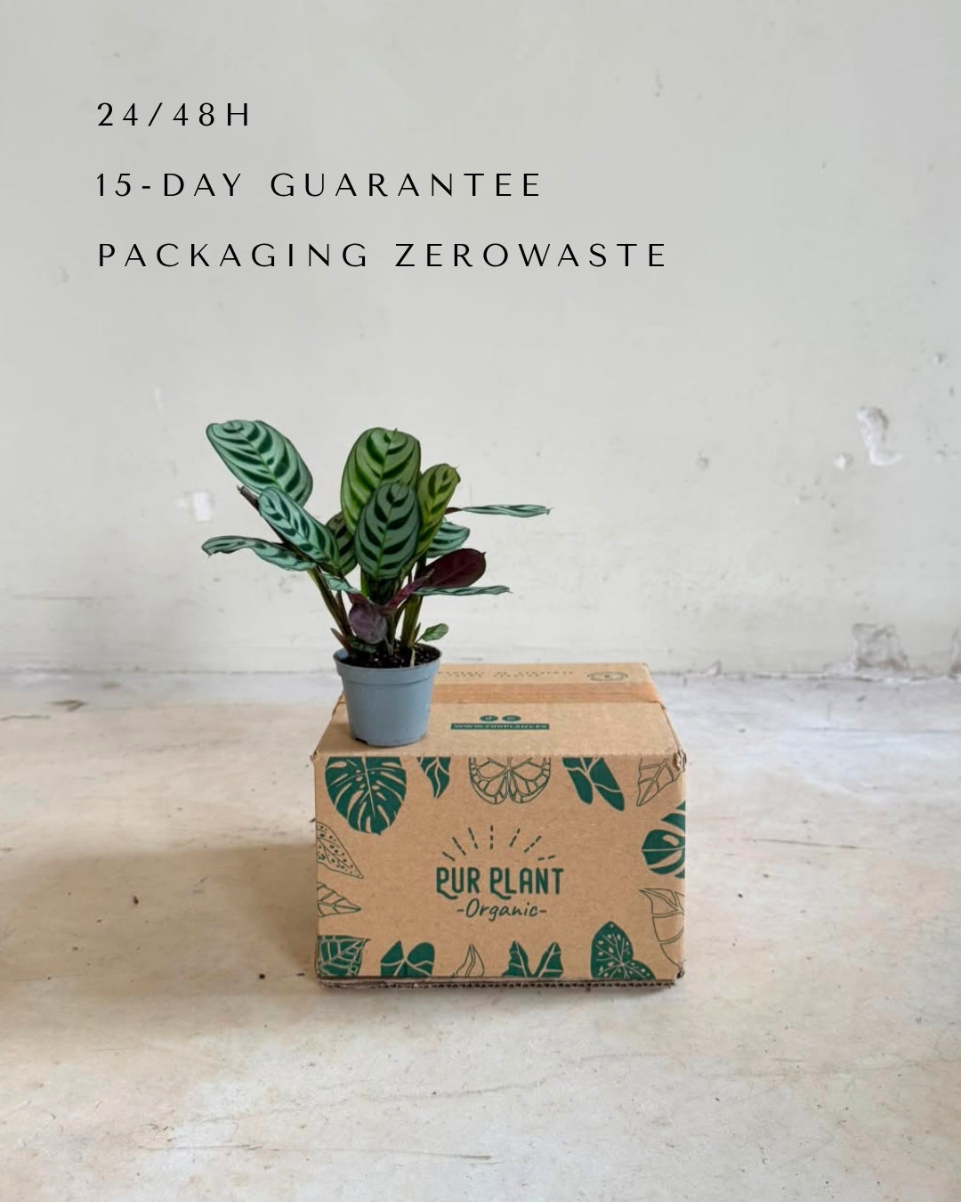 Maranta Amabilis Mini packaging