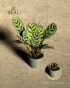 Maranta Amabilis Mini real