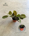 Maranta Leuconeura M real