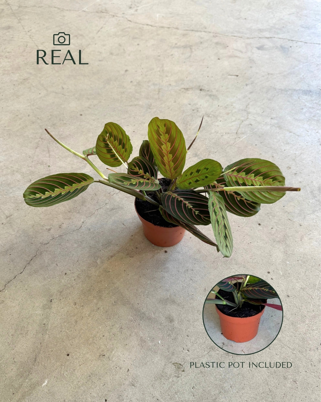 Maranta Leuconeura M real