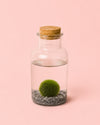 Marimo Ball 
