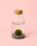 Terrário Puro – Garrafa de Bola Marimo