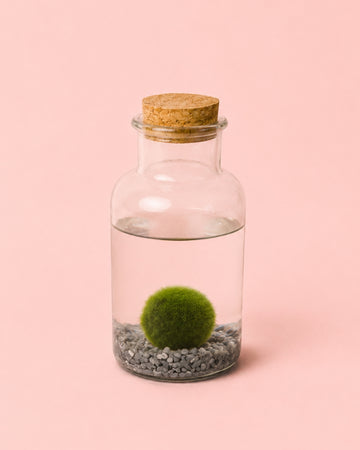 Terrário Puro – Garrafa de Bola Marimo