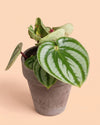 Mini_Maceta_Antracita_Clasic_S_7_cm_plant