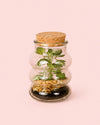 Mini Terrario de Fittonias Euphoria