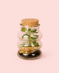 Terrário Euphoria – Fittonia Mix Mini