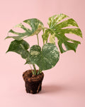 Monstera Variegada Mint M
