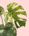 Detalle de las hojas variegadas de la Monstera Mint M