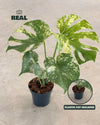 Foto real de la Monstera Variegada Mint M