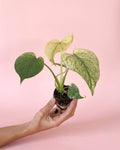 Monstera Variegada Mint Mini