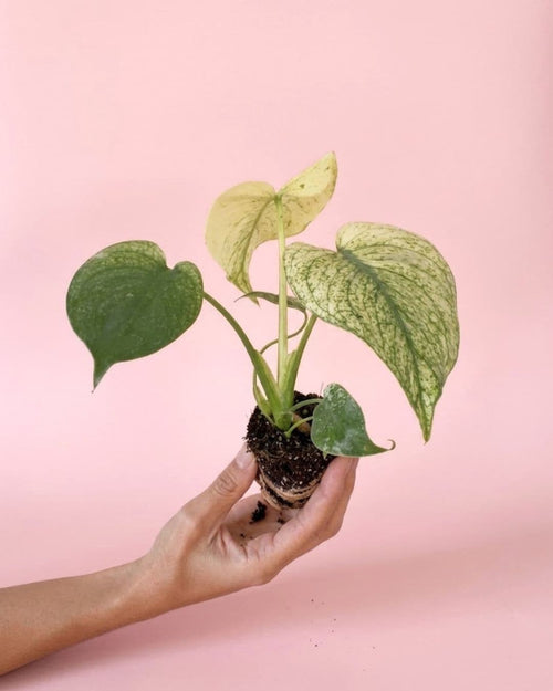 Monstera Variegada Mint Mini, planta natural de interior de Pur Plant