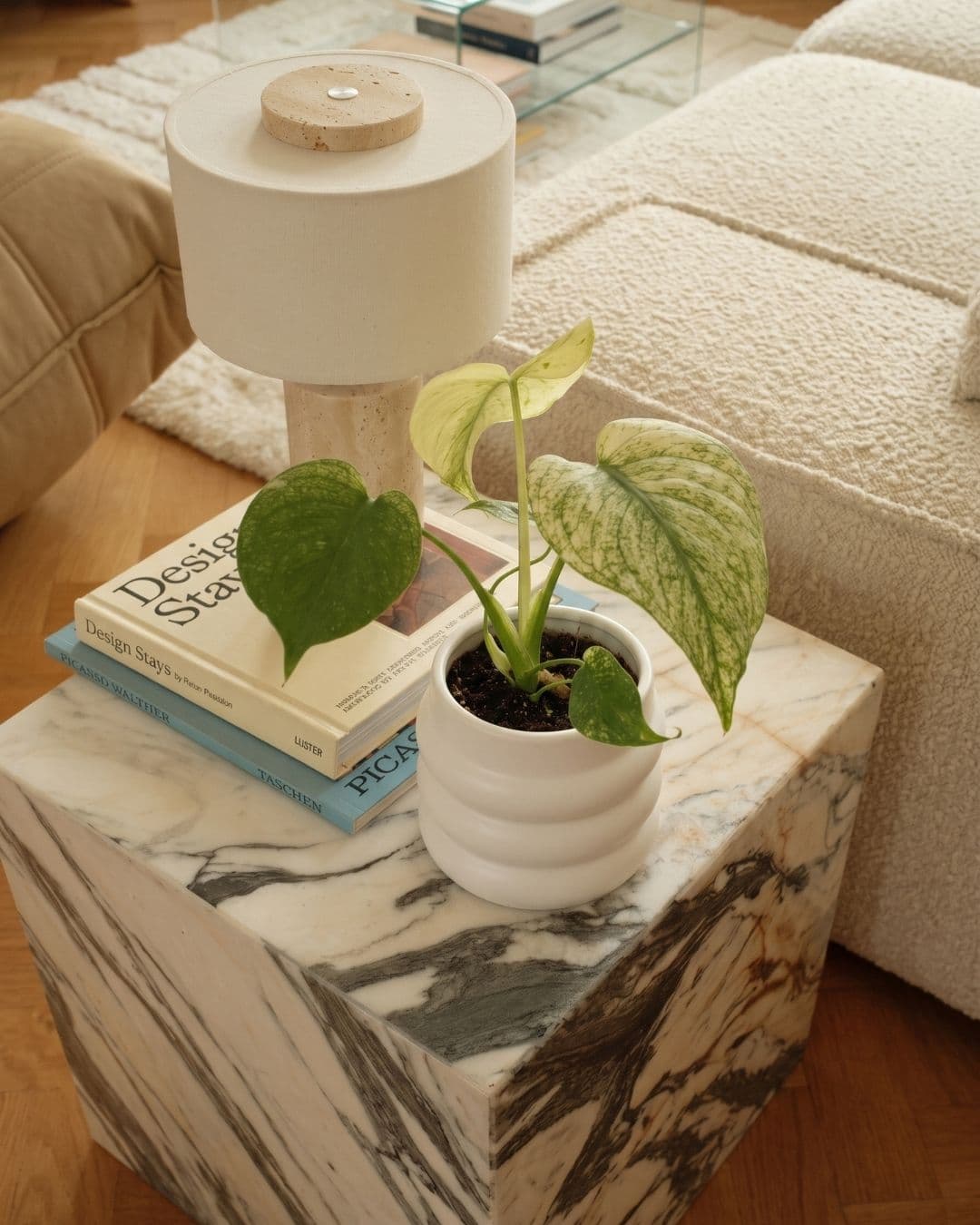 Monstera Variegada Mint Mini en una estancia del hogar