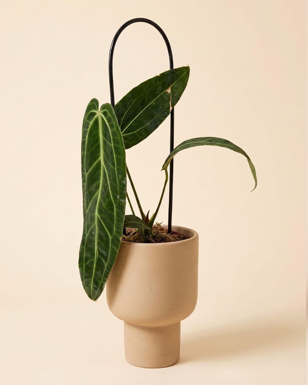 Maceta de cerámica Muse arena con una planta
