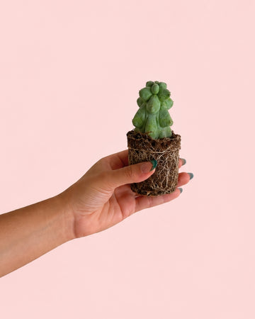 Mini Cacto Booby