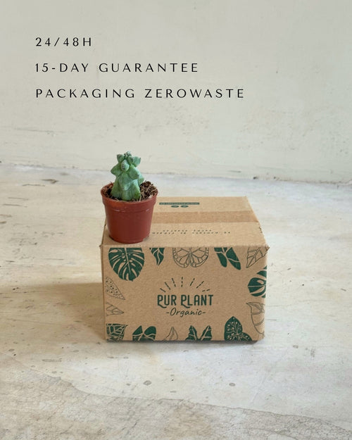Myrtillocactus - Booby Cactus Mini packaging