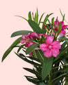 Adelfa - Nerium Oleander Mix M