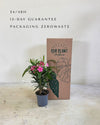 Adelfa - Nerium Oleander Mix M