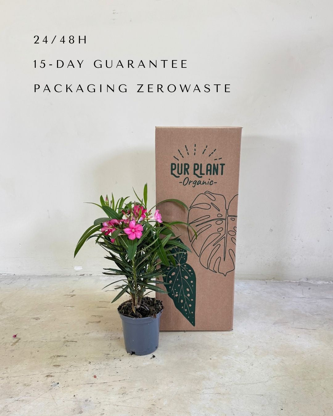 Adelfa - Nerium Oleander Mix M