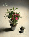 Adelfa - Nerium Oleander Mix M