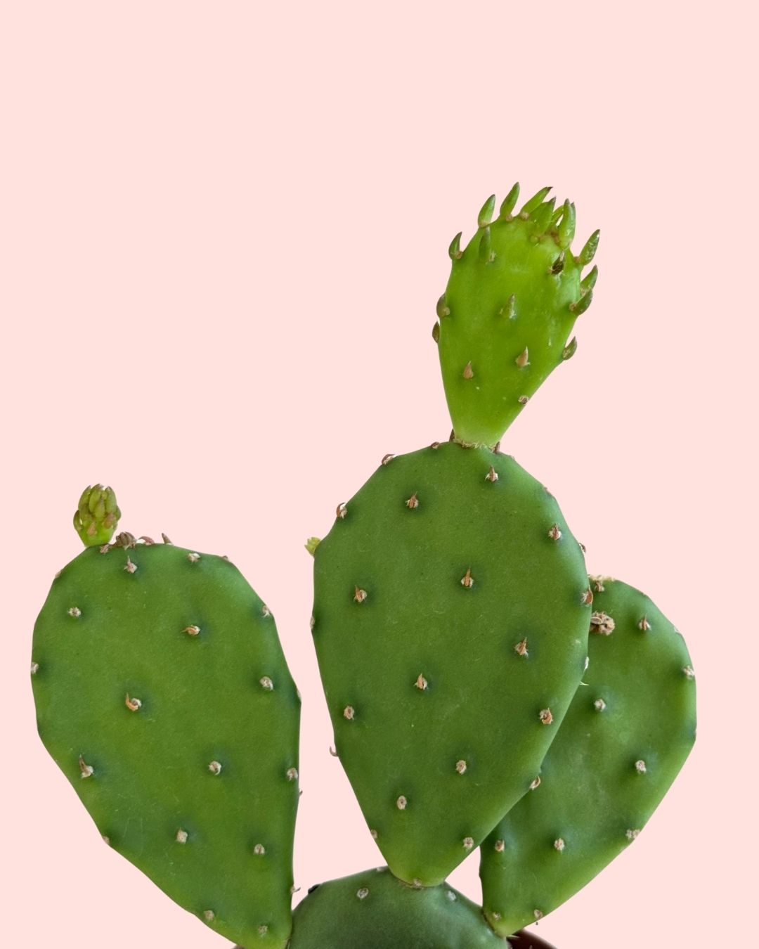 Cato Opuntia Humifusa Mini