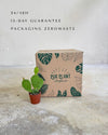 Cato Opuntia Humifusa Mini