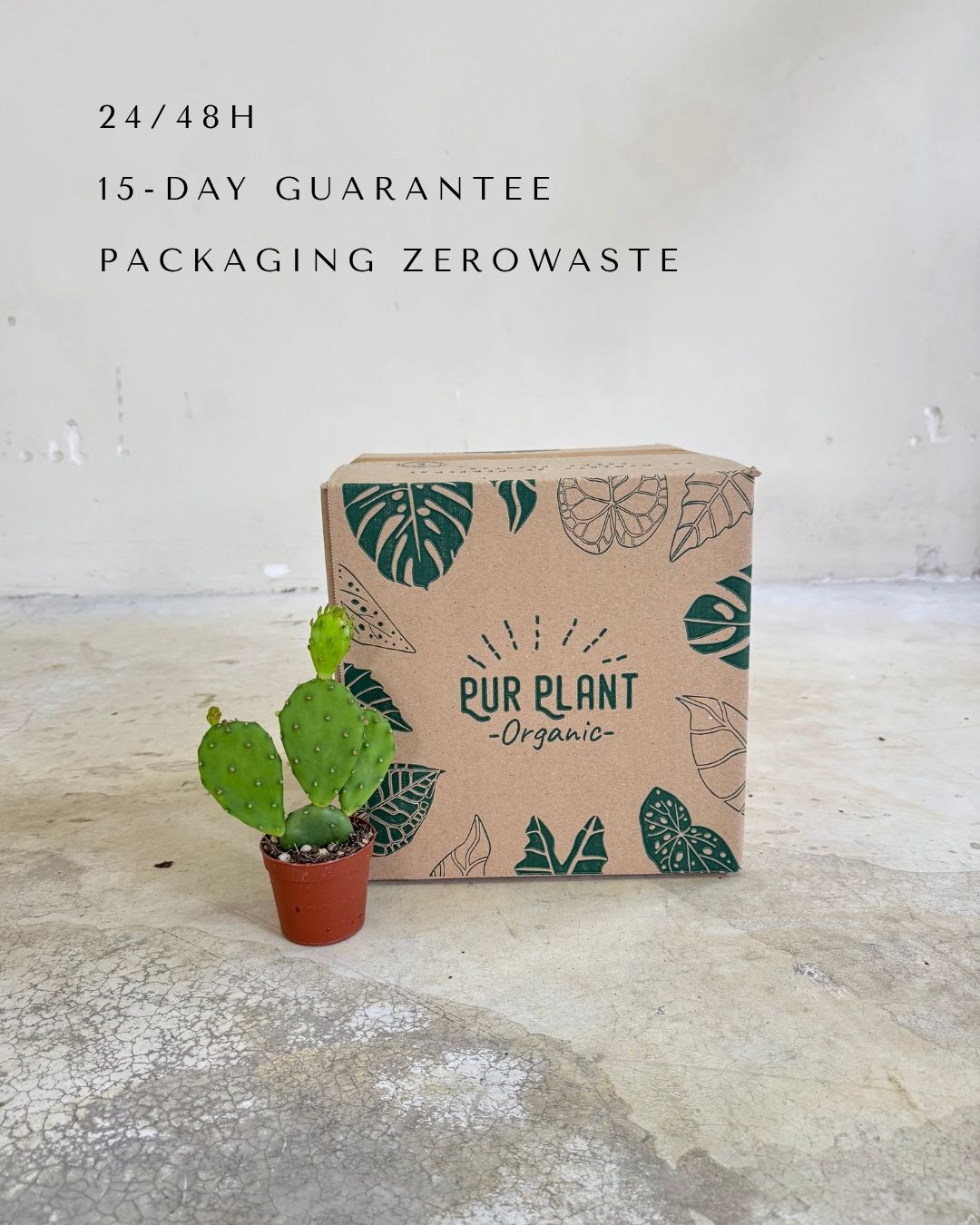 Cato Opuntia Humifusa Mini