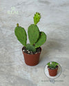 Cato Opuntia Humifusa Mini